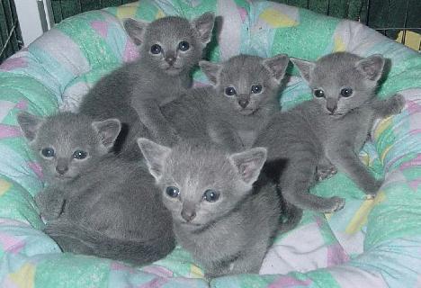 Razza domestica di gatti blu russo