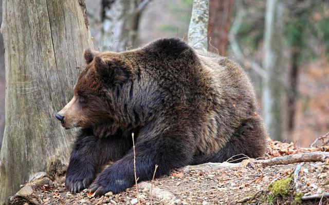 Dove sparare a un orso? Slaughter Places Bear